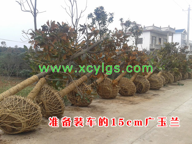 準(zhǔn)備裝車(chē)15cm的廣玉蘭