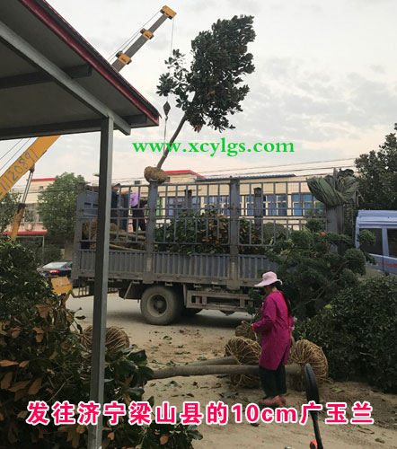 發(fā)文濟(jì)寧梁山縣10cm廣玉蘭