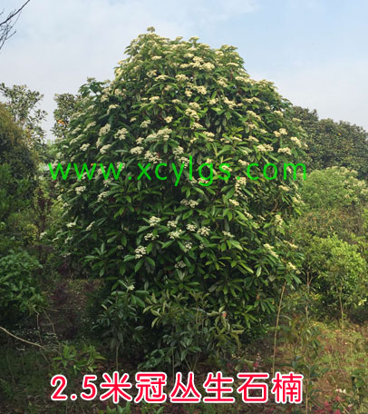 2.5米灌叢生石楠