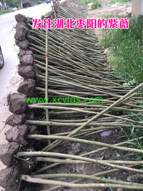 發(fā)往湖北棗陽的紫薇