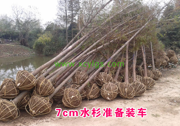 7cm水杉準(zhǔn)備發(fā)車