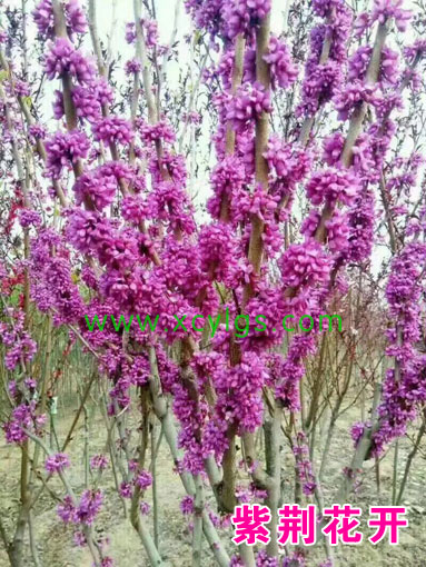 紫荊花開(kāi)