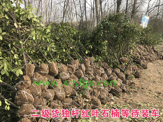 二級(jí)貨獨(dú)桿紅葉石楠裝車