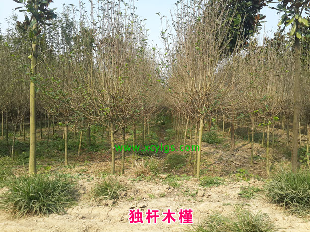 獨桿木槿