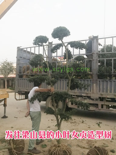 發(fā)往梁山的小葉女貞造型樹